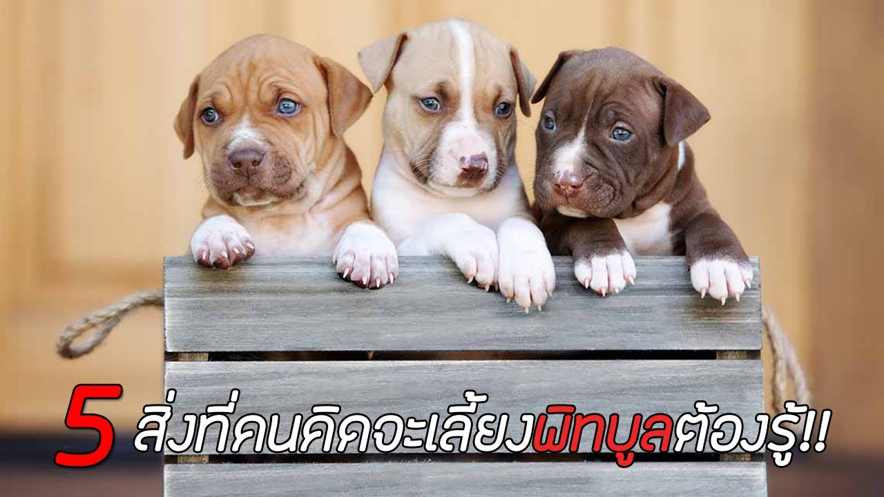 5 อับดับ สิ่งที่คนคิดจะเลี้ยง พิทบูล ต้องรู้!!! - Youtube