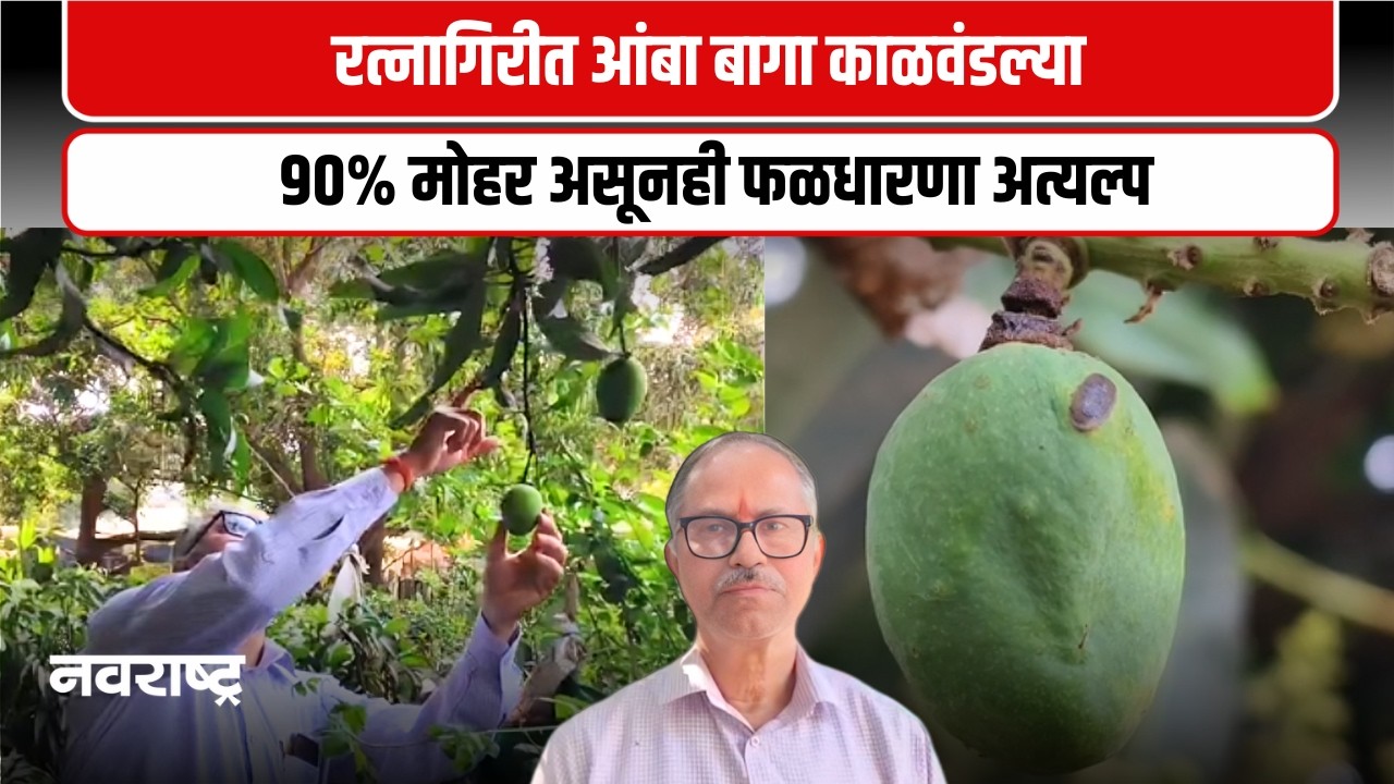 RATNAGIRI | बदलत्या हवामानाचा फटका हापूस आंब्याला, मोहर झडल्याने बागायतदार चिंतेत