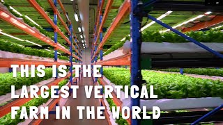 Bustanica - World's Largest Vertical Farm