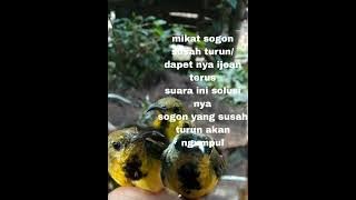 suara pikat burung sogon terbaik coba saja semua sogon pasti kumpul