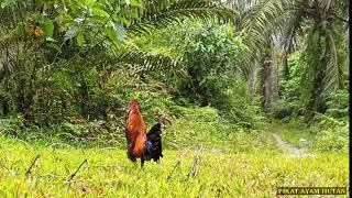 ASLI MANTAP || PIKAT SUPER TOOPP JUMPA AYAM HUTAN