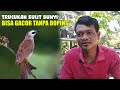 PERAWATAN BURUNG TRUCUK BIAR CEPAT GACOR || CARA MERAWAT BURUNG TRUCUKAN AGAR RAJIN BUNYI