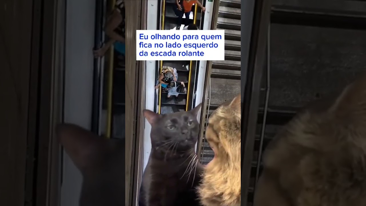 r transmite ao vivo vídeo no qual espanca gato de estimação – Metro  World News Brasil