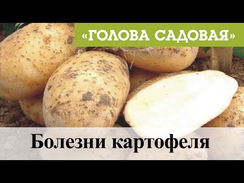 Голова садовая - Болезни картофеля