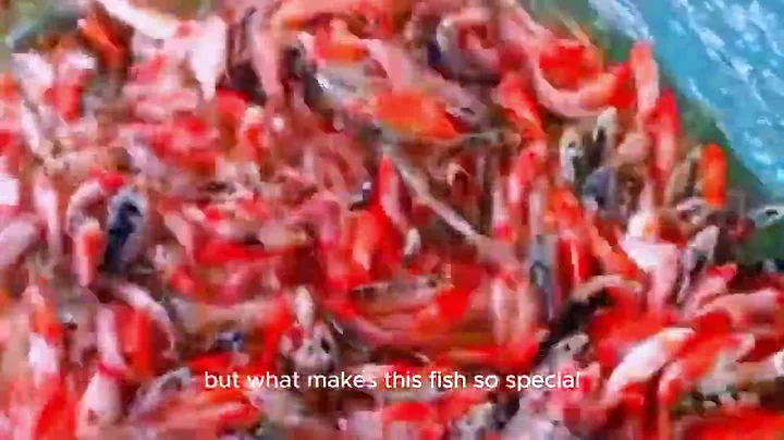 Would You Pay $1 8 Million for This Koi Fish