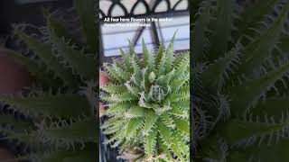All four have flowers in the works! Haworthia arachnoidea