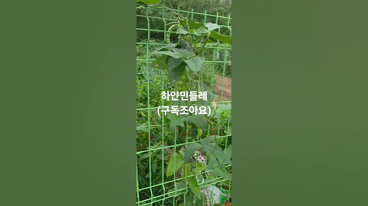 #하얀민들레#진미령#트롯 #가요#노래#음악#호박덩굴