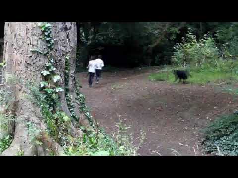Boy falls out of tree