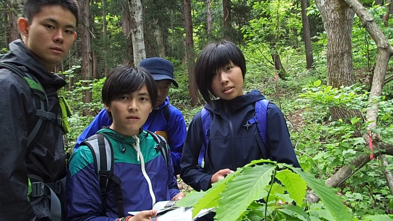 自然 環境 植物 里山 学ぶ （樹木学習・ミズナラとコナラの違い
