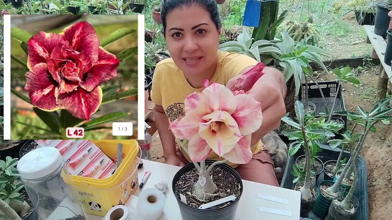 Bora fazer enxertos nas Rosas do Deserto 🌹