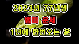 2023년 7월77년생 뱀띠운세 1년에 한번 오는 시기다