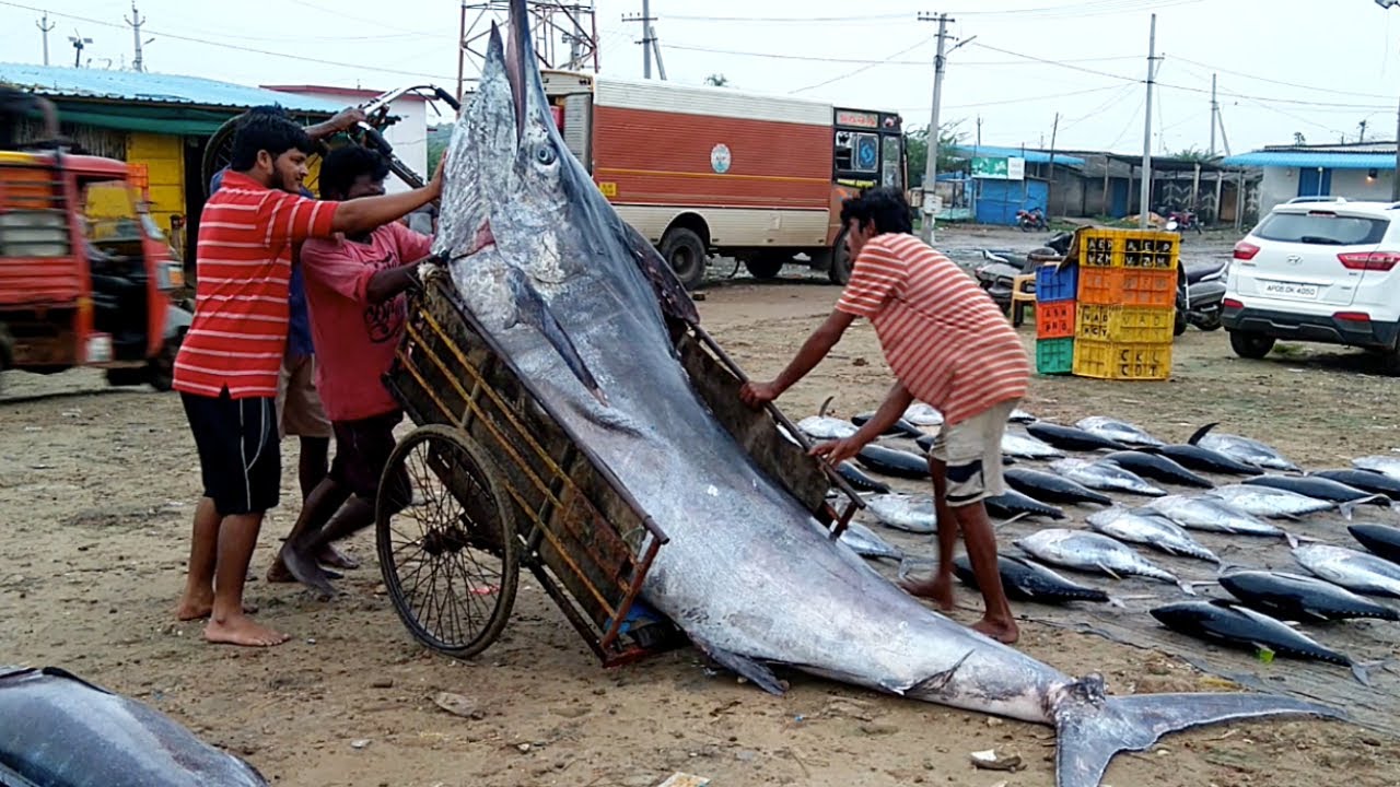 ⁣Worlds Largest Live Fish Cutting Market | Amazing Biggest Fish Markets In India | Sea Food Market