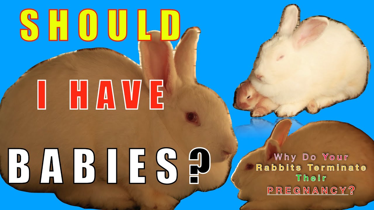 Why Rabbits Can Abort Their Babies - YouTube