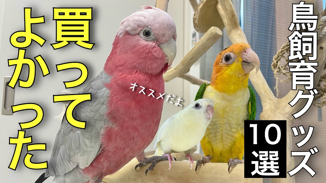 【2023最新】愛鳥のために買ってよかったものランキングTOP10【鳥グッズ】