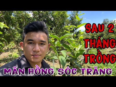 Video Mận hồng sóc trăng M.S.T MẬN HỒNG M.S.T sau 2 tháng... - youtube