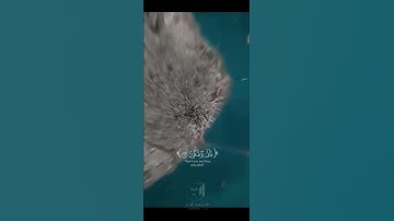 ولئن سالتهم من خلق السماوات والأرض | ياسر الدوسري | سورة العنكبوت #اكسبلور #duet #تيك_توك #المصحف