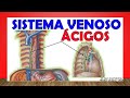 🥇 SISTEMA VENOSO ÁCIGOS. Anatomía fácil y Sencilla