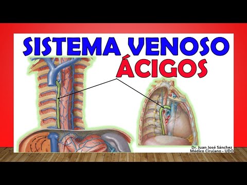 Video: ¿Qué significa lóbulo ácigos?