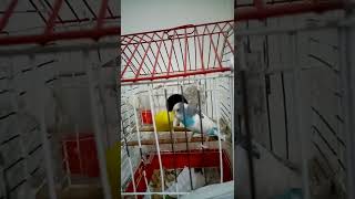 MÜTHİŞ ERKEK KUR SESİ AYAK ATMA VE YEMLEŞME. KUSMA.