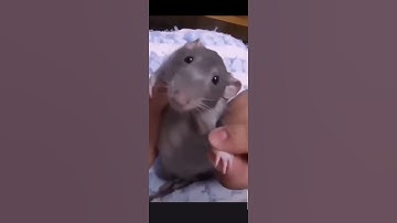 Thumbnail of Rat Dancing...the best dancer ever