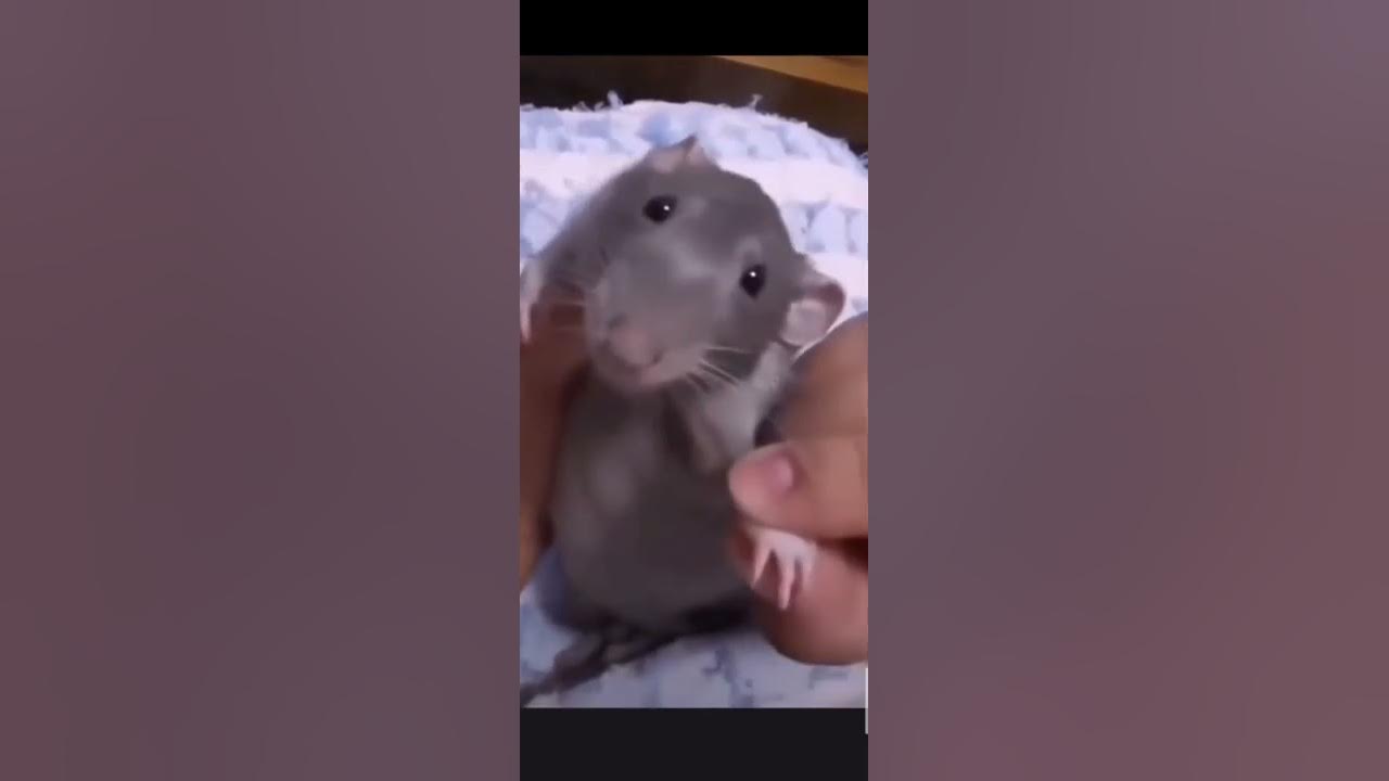 Rat Dancing...the best dancer ever