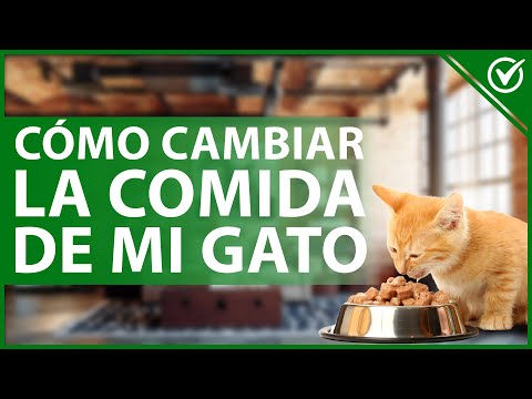 Video: Haz una postura de yoga y ayuda a los gatos de refugio a encontrar casas nuevas