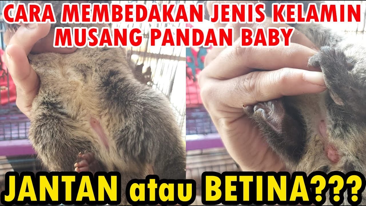 Cara Membedakan Jenis Kelamin Bayi Musang Pandan How to  