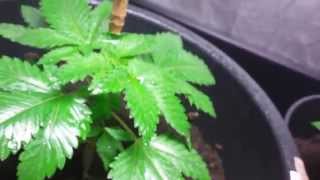 AMVgrow's Cannabis  Cultivation during Hot days 2