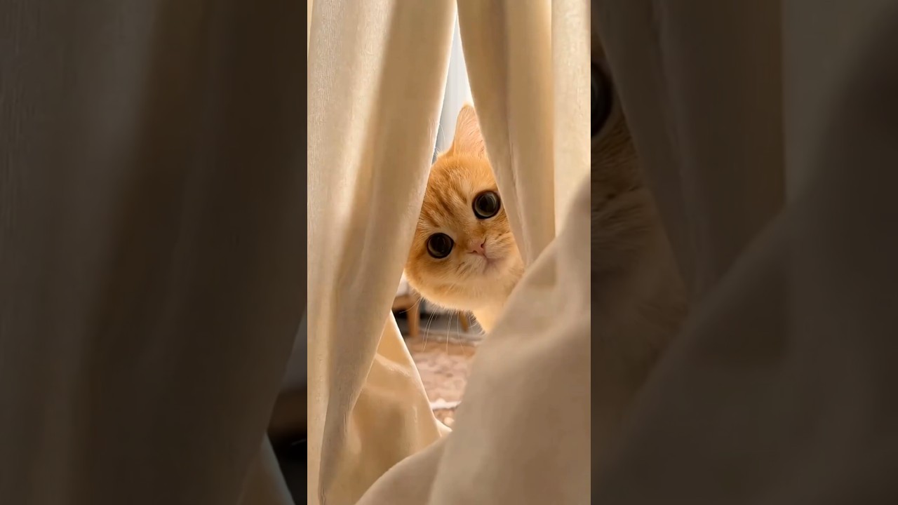 Cat, What's Your Style? 😎🐱✨ #cat #catvideos #funny