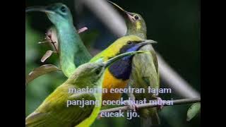 masteran cecretan pedes dan panjang cocok buat murai batu dan cucak ijo