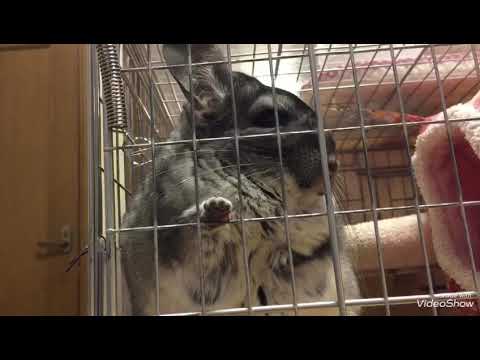 鳴き声パターン チンチラお千代の日常