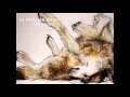 Young Heretics - I know I'm a wolf (Tradução Pt Br)