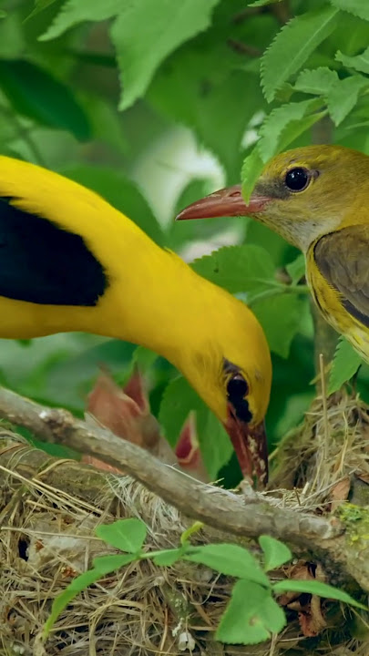 “The Happy Nest of the Eurasian Golden Oriole” #GoldenOriole