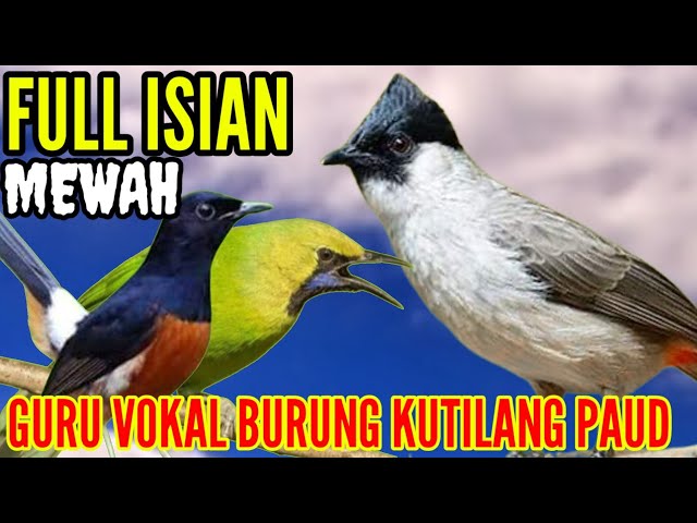 masteran kutilang gacor full isian murai batu _ cucak ijo class=