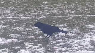 Crow vs seagull show down