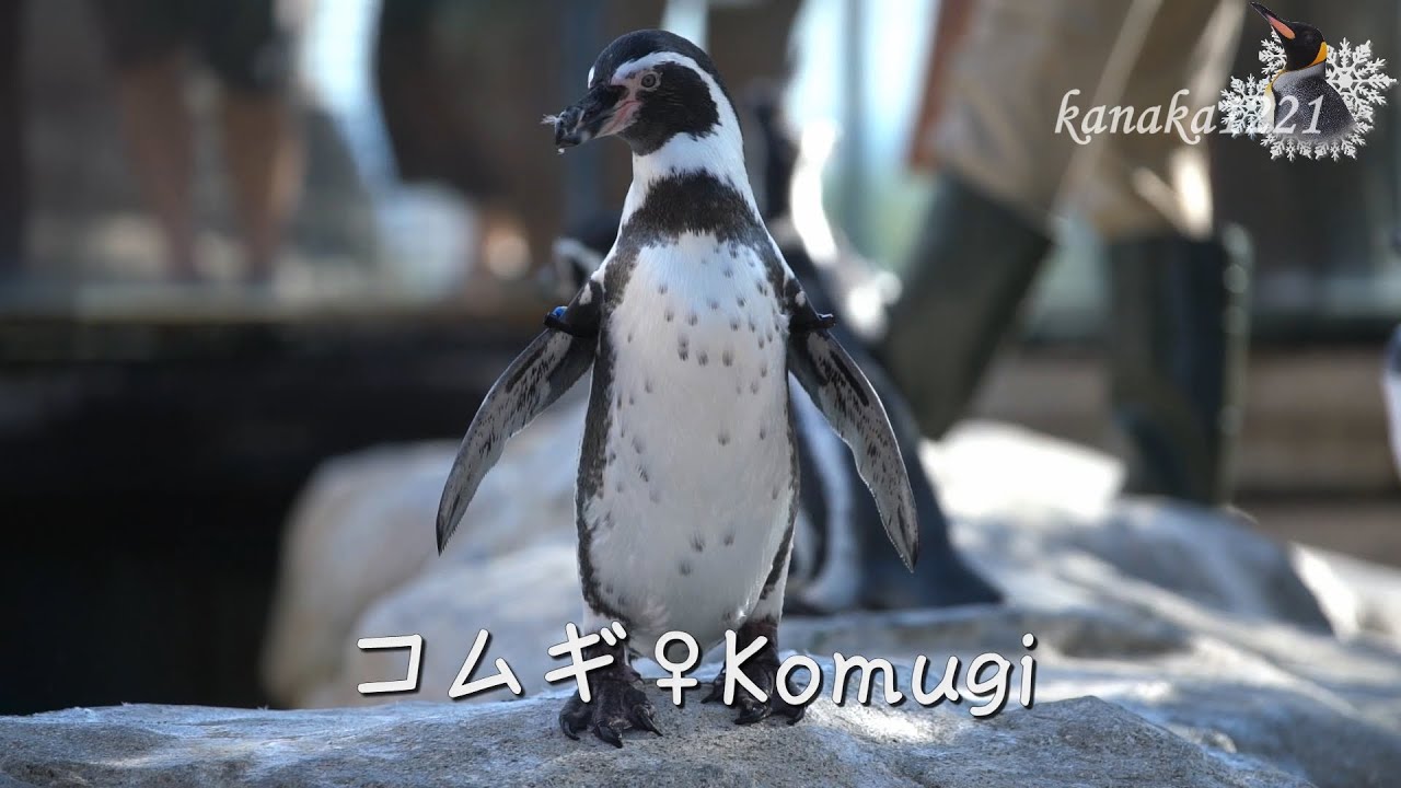 海響館 フンボルトペンギン ”コムギ” 10歳になりました！ - YouTube