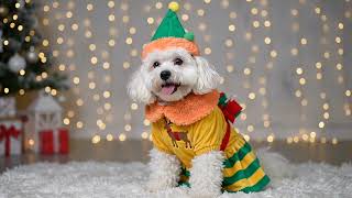 🎃🎄 Double the Festive Fun for Your Furry Friend!