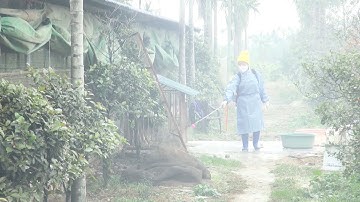 Dịch cúm gia cầm có nguy cơ bùng phát trở lại