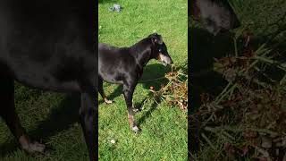 Chester the Manchester Terrier gardening