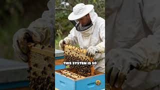 How Bees Navigate Dark Hives Without Sight