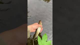 Большой ХАРИУС отправляется домой 😊🐟 #fishing #рыбалка #shorts