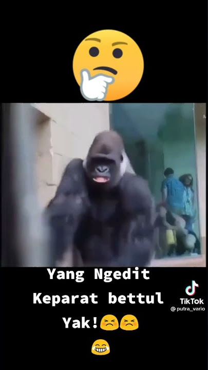 Squad Kingkong kehujanan😂🤣, lucu bikin ngakak || STORY wa 30 detik