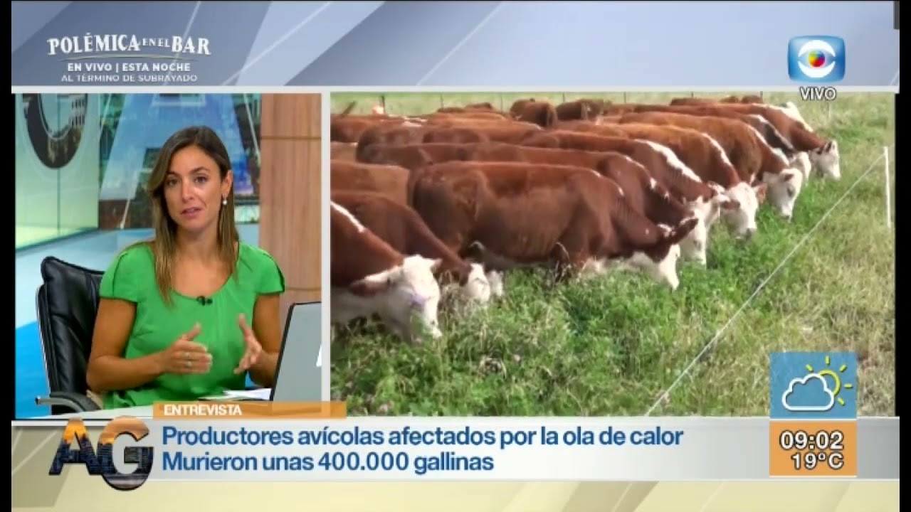 La lluvia mejoró la situación agropecuaria pero todavía se sufren los efectos de la sequía