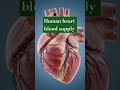 Heart blood supply All body blood pressure