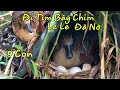 Đi Tìm Bầy Chim Le Le Đã Nở Con| Cách Thăm Tổ Chim Le Le