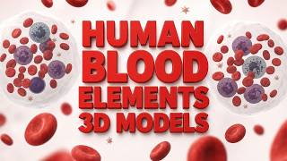 Exploring Human Blood Elements: A 3D Cellular Model @3dmodels_team
