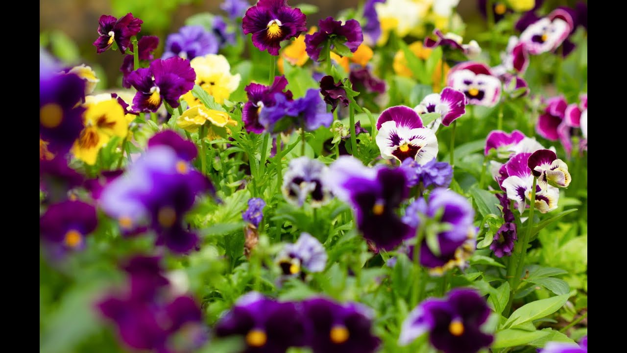 How To Grow Pansy And Viola Flowers From Seed-Episode 1 - YouTube