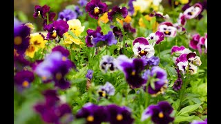 In this video, i am starting my pansy and viola seeds for the upcoming
spring growing season. pansies also grow well fall even overwinter
many ...