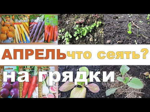 Что посеять в АПРЕЛЕ на грядки? 🌿 // What to sow in April on beds?