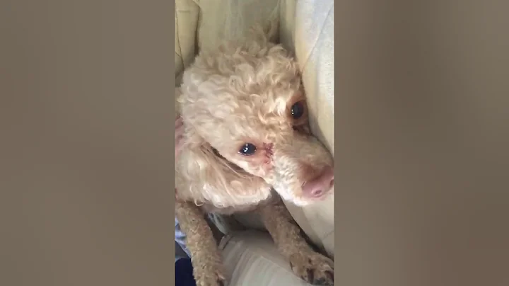 Ginger McGinnis- possible Seizure or Anxiety Attack